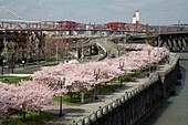 Spring Blossoms Along Portland Waterfront; Portland, Oregon, Usa