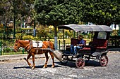 Antigua, Guatemala, Central America; Horse And Buggy