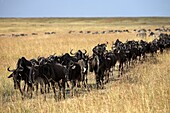 Masai Mara, Kenya, East Africa; Migrating Herd Of Wildebeest