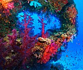 Unterwasser-Ansicht von bunten Korallen