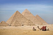 Ein Mann und ein Kamel mit den Pyramiden im Hintergrund; Kairo, Ägypten, Afrika