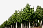 Pine Tree Plantation, Taupo, New Zealand