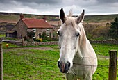 Pferd späht über Zaun, North Yorkshire, England