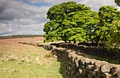 Rustikaler Steinzaun, North Yorkshire, England