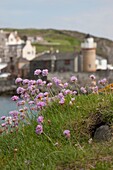 Violette Wildblumen, Portpatrick, Dumfries und Galloway, Schottland
