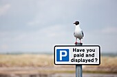 Vogel auf einem Parkplatzschild; Northumberland, England