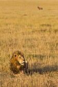 Männlicher Löwe im Gras sitzend, Masai Mara, Kenia, Ostafrika