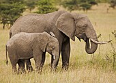 African Elephant And Calf, Masai Mara, Kenya