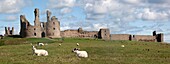 Schafe auf der Burg Dunstanburgh; Northumberland, England