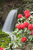 Red Rhododendrons With Waterfall
