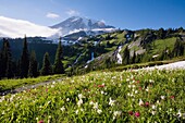 Alpenlupinen-Wildblumenfeld