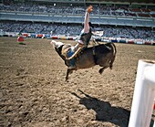 Bull Rider, Calgary Stampede, Calgary, Alberta, Canada