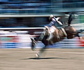 Reiter auf dem Sattel, Calgary Stampede, Calgary, Alberta, Kanada