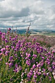 Field Of Heather, Northumberland, England