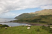 Weidende Schafe auf einem Hügel nahe dem Meer; Ardslignish, Highland, Schottland