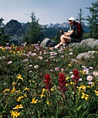 Wildflowers, Sunshine Meadows, Banff, Alberta, Canada
