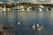 Pelikane im Hafen von Bermagui, Neusüdwales, Australien