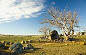 Felsbrocken und Bäume, Neusüdwales, Australien