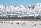 Sandhill Cranes (Grus Canadensis), Bosque Del Apache National Wildlife Refuge, New Mexico, Usa