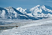 Caribou (Rangifer Tarandus), Alaska Range And Mount Mckinley; Alaska,Usa