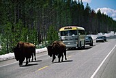 Bison Block Traffic On Roadway, Yellowstone National Park, Wyoming, Usa