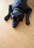 Labrador Retriever auf dem Boden liegend