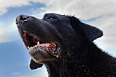 Porträt eines nassen Labrador Retrievers mit offenem Maul