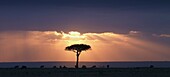 An Acacia Tree And Wildebeest Under A Sunset; Kenya, Africa