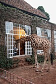 Giraffe schaut ins Haus; Kenia, Afrika