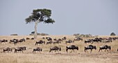 Gnuwanderung, Maasai Mara, Kenia, Afrika
