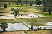 Reisanbau, Siem Reap, Kambodscha
