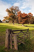 Fence; Northumberland, England