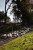 Schafe auf der Straße, Northumberland, England