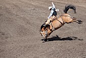 Reiter auf dem Sattel, Calgary Stampede Rodeo, Calgary, Alberta, Kanada