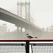 Manhattan Bridge In The Fog, New York City; New York City,New York,Usa