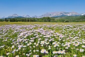 Wilde Gänseblümchen, Ostgletscher, Glacier National Park, Montana, USA