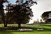 Sheep Grazing; Northumberland, England