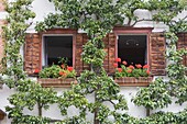 Blumenkasten auf Fensterbank; Hallstatt, Salzkammergut, Österreich