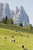 Weidendes Vieh, Seis am Schlern, Südtirol, Italien
