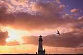 Oregon, United States Of America; Yaquina Head Lighthouse At Sunset