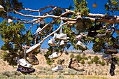 Oregon, Vereinigte Staaten Von Amerika; Baum mit angeklebten Schuhen