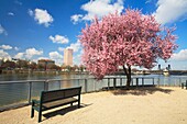 Baum und Bank entlang des Wassers