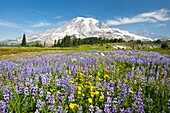 Wildflowers In Paradise Park With Mount Rainier In The Background; Mount Rainier National Park, Washington,Usa