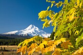 Oregon, United States Of America; Mount Hood From Hood River Valley And A Tree With Autumn Colors