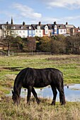 Alnmouth, Northumberland, England; Ein grasendes Pferd und ein Wohngebiet in der Nähe