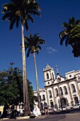Palmen in Sao Padre
