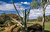 Cactus, Alice Springs