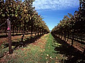 Rows Of Vines