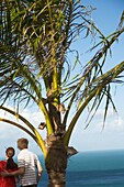 Couple By Palm Tree Looking At Turquoise Sea
