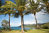 Palmen auf Gras und Insel Küstenlinie